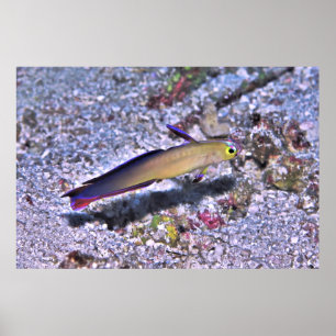 Dart Goby Poster
