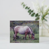 Dartmooe Pony Grazeing Autunm Briefkaart (Staand voorkant)