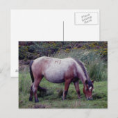 Dartmooe Pony Grazeing Autunm Briefkaart (Voorkant / Achterkant)