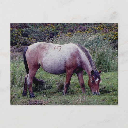 Dartmooe Pony Grazeing Autunm Briefkaart (Voorkant)