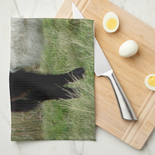 Dartmoor Belted Galloway Calf Theedoek (Quarter Fold)