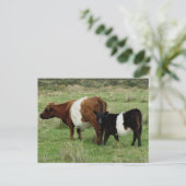 Dartmoor Belted Galloway Cow en Calf Briefkaart (Staand voorkant)