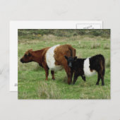 Dartmoor Belted Galloway Cow en Calf Briefkaart (Voorkant / Achterkant)