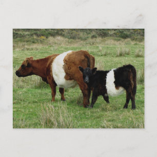 Dartmoor Belted Galloway Cow en Calf Briefkaart