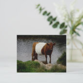 Dartmoor Belted Galloway Cow Standing in River Briefkaart (Staand voorkant)