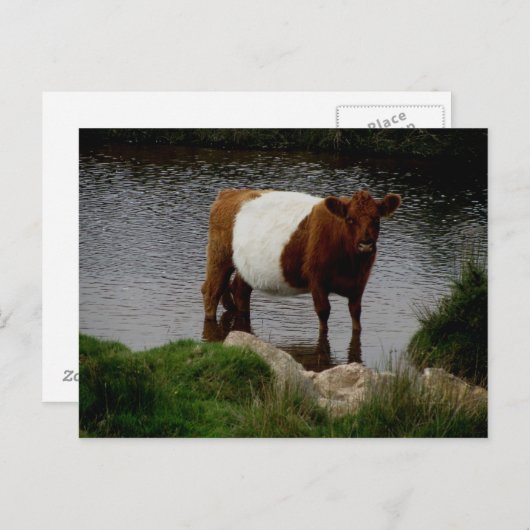 Dartmoor Belted Galloway Cow Standing in River Briefkaart (Voorkant / Achterkant)