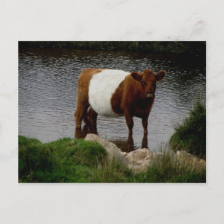Dartmoor Belted Galloway Cow Standing in River Briefkaart