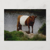 Dartmoor Belted Galloway Cow Standing in River Briefkaart (Voorkant)