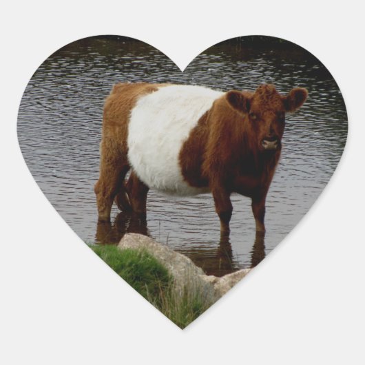 Dartmoor Belted Galloway Cow Standing in River Hart Sticker (Voorkant)