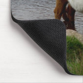 Dartmoor Belted Galloway Cow Standing in River Muismat (Hoek)