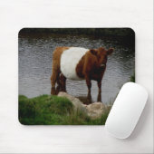 Dartmoor Belted Galloway Cow Standing in River Muismat (Met muis)