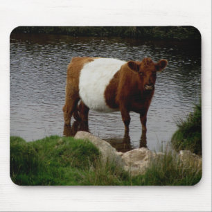 Dartmoor Belted Galloway Cow Standing in River Muismat