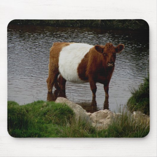 Dartmoor Belted Galloway Cow Standing in River Muismat (Voorkant)
