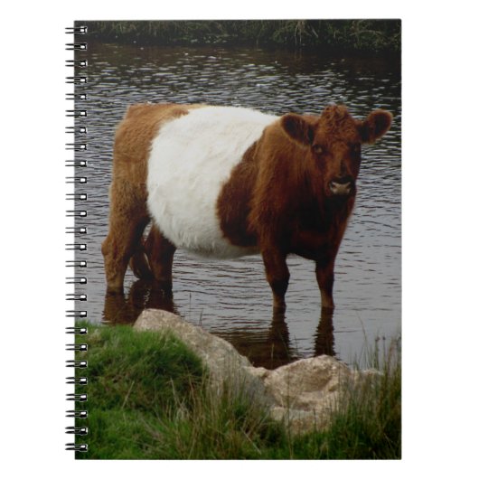 Dartmoor Belted Galloway Cow Standing in River Notitieboek (Voorkant)