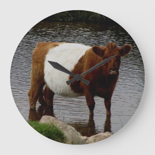 Dartmoor Belted Galloway Cow Standing River Grote Klok (Voorkant)