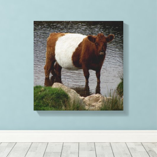 Dartmoor Belted Galloway Koe Standing in River Canvas Afdruk (Insitu (Houten vloer))
