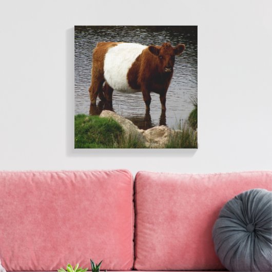 Dartmoor Belted Galloway Koe Standing in River Canvas Afdruk (Insitu (Woonkamer))