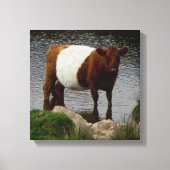 Dartmoor Belted Galloway Koe Standing in River Canvas Afdruk (Voorkant)