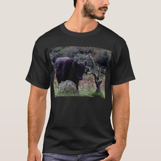 Dartmoor Black Galloway Cow Scratching On Tree T-shirt (Voorkant)