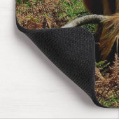 Dartmoor Highland Cow Grazing in Bracken Muismat (Hoek)