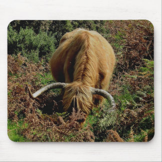 Dartmoor Highland Cow Grazing in Bracken Muismat