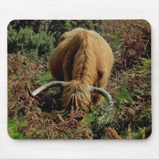 Dartmoor Highland Cow Grazing in Bracken Muismat (Voorkant)