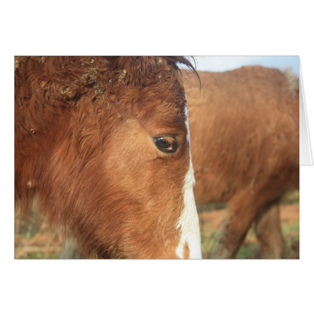 Dartmoor Ponies (Voorkant Horizontaal)