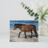 Dartmoor-pony die op het afgelegen strand in Zuid- Briefkaart (Staand voorkant)