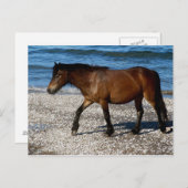 Dartmoor-pony die op het afgelegen strand in Zuid- Briefkaart (Voorkant / Achterkant)