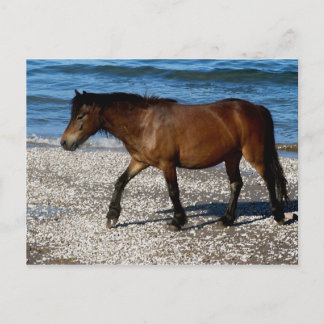 Dartmoor-pony die op het afgelegen strand in Zuid- Briefkaart