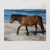 Dartmoor-pony die op het afgelegen strand in Zuid- Briefkaart (Voorkant)