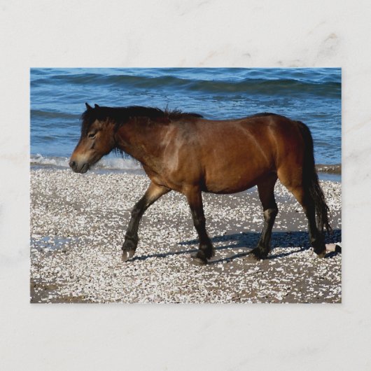 Dartmoor-pony die op het afgelegen strand in Zuid- Briefkaart (Voorkant)