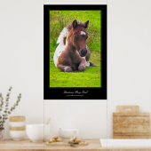 Dartmoor Pony Foal gallery-achtige poster afdrukke (Keuken)