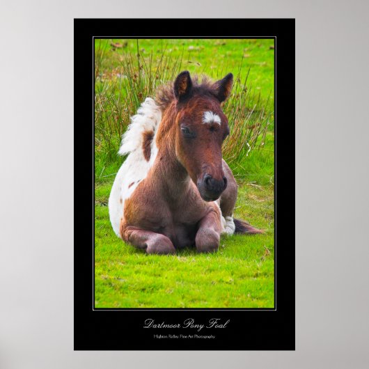 Dartmoor Pony Foal gallery-achtige poster afdrukke (Voorkant)