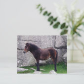 Dartmoor Pony Foal Sheltering Bone Hill Rocks Briefkaart (Staand voorkant)
