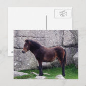 Dartmoor Pony Foal Sheltering Bone Hill Rocks Briefkaart (Voorkant / Achterkant)