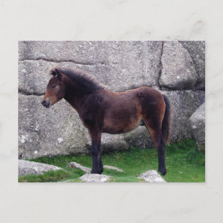 Dartmoor Pony Foal Sheltering Bone Hill Rocks Briefkaart