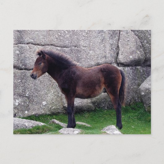 Dartmoor Pony Foal Sheltering Bone Hill Rocks Briefkaart (Voorkant)