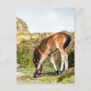 Dartmoor pony foal voor Haytor rock uk Briefkaart