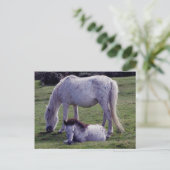 Dartmoor Pony Gray Mare Grazeing Foal Resting Briefkaart (Staand voorkant)