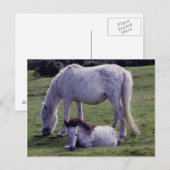 Dartmoor Pony Gray Mare Grazeing Foal Resting Briefkaart (Voorkant / Achterkant)