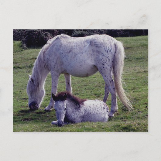 Dartmoor Pony Gray Mare Grazeing Foal Resting Briefkaart (Voorkant)