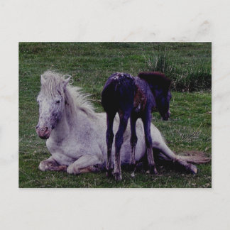 Dartmoor Pony Gray Mare Resting Foal Standing Briefkaart