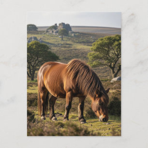 Dartmoor Pony in Dartmoor Nationaal Park Reizen Briefkaart