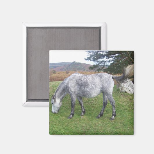 Dartmoor pony magneet (Voorkant / Achterkant)