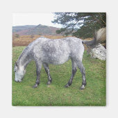 Dartmoor pony magneet (Voorkant)