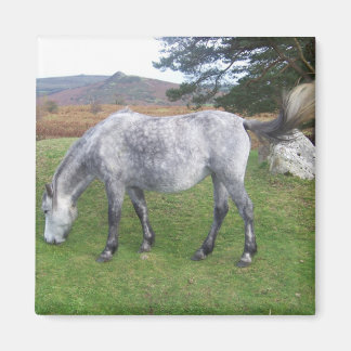 Dartmoor pony magneet