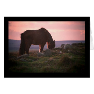 Dartmoor Pony op Sunset
