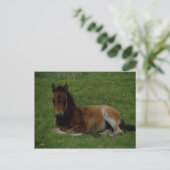 Dartmoor pony, rust. briefkaart (Staand voorkant)