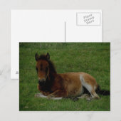 Dartmoor pony, rust. briefkaart (Voorkant / Achterkant)